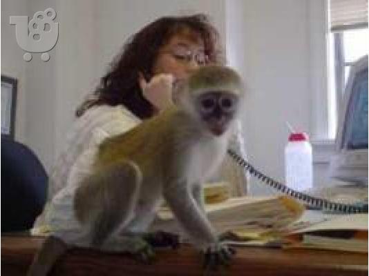PoulaTo: lovely capuchin monkey