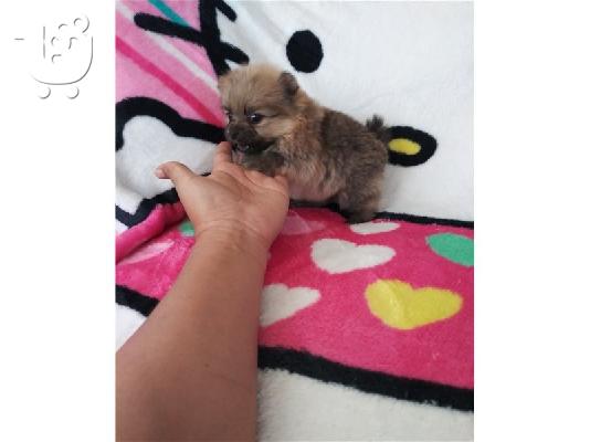 Pomeranian μικροσκοπική spitz.