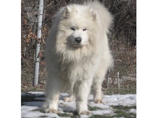 Samoyed puppies: Show-quality puppies from Champion parents.
