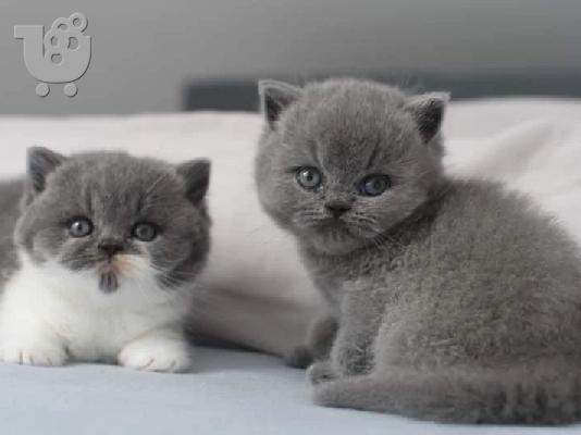 Όμορφα βρετανικά κοντότριχα γατάκια