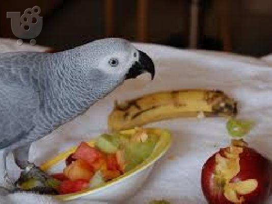 PoulaTo: Υπέροχο Αφρικής Grey Παπαγάλοι Για Έγκριση