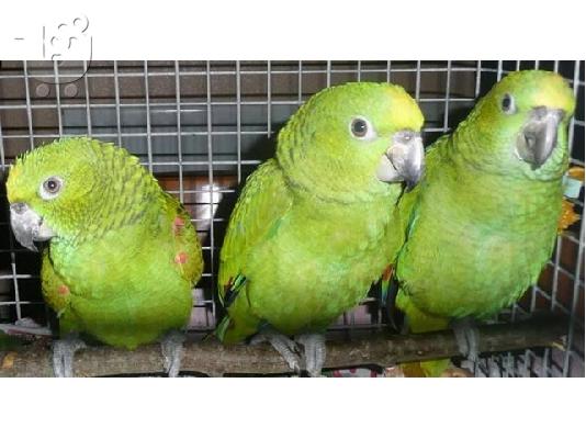 PoulaTo: υπέροχους παπαγάλους Amazon για 200 €