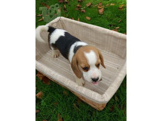 Beagle κουτάβια διαθέσιμα προς πώληση