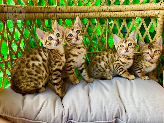 PoulaTo: X μαζικά γατάκια Savannah