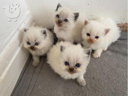 PoulaTo: Εκπληκτικά περσικά γατάκια προς πώληση