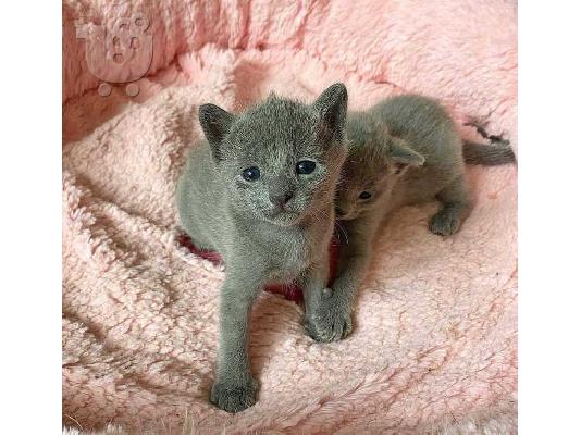 russian blue kittens make wonderful family pets