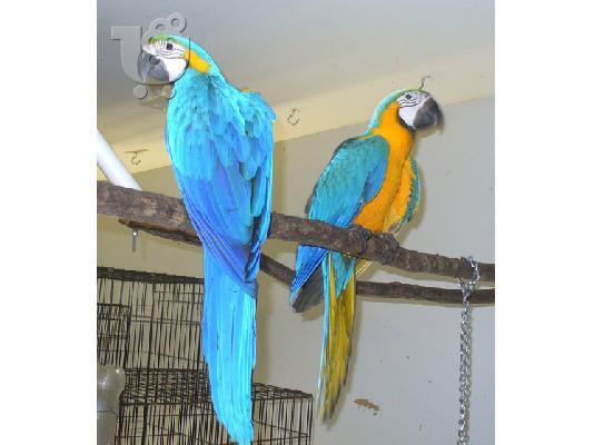 PoulaTo: Πτηνά Macaw προς πώληση