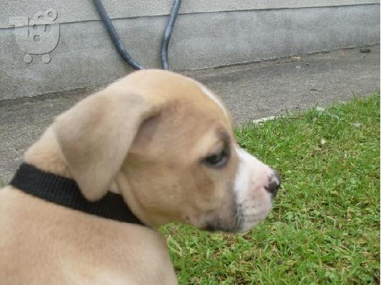 PoulaTo: γλυκό λίγο Pit Bull Terrier κουτάβια προς Πώληση