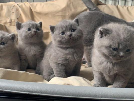 PoulaTo: ωραία βρετανικά γατάκια στενογραφία για επαναπροσδιορισμό