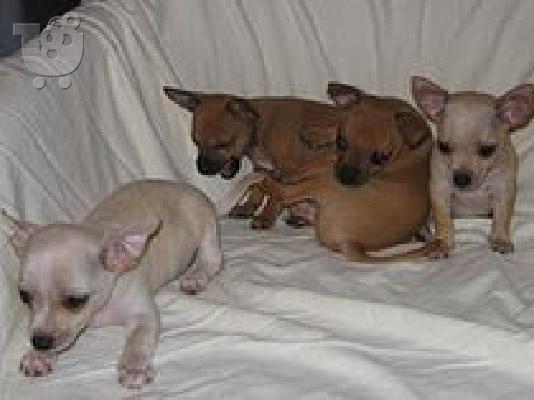 PoulaTo: register chihuahua puppies for 250€
