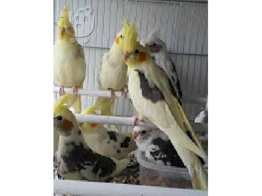 PoulaTo: όμορφη παπαγάλους cockatiel για € 150