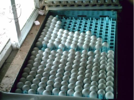 PoulaTo: γόνιμα αυγά παπαγάλος τώρα διαθέσιμες για πώλησ