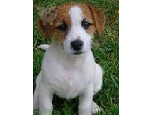PoulaTo: Θέλω να μου χαρίσετε ένα καθαρόαιμο jack russell terrier 1 μηνών αρσενικό