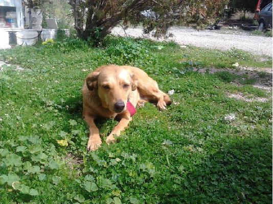 PoulaTo: Σκυλιτσα συντροφιας χαριζεται