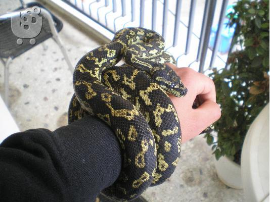 PoulaTo: Πωλειται φιδι πυθωνας Morelia Spilota (carpet python)