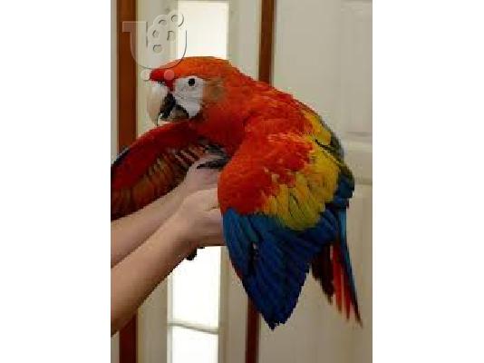 PoulaTo: μιλώντας κόκκινο παπαγάλο macaw για 210 €
