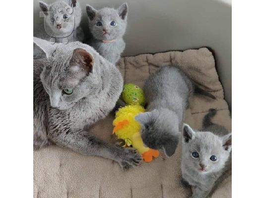 PoulaTo: Πωλούνται μπλε ρωσικά γατάκια