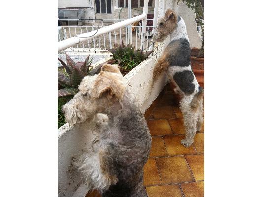 PoulaTo: Fox Terrier καθαρόαιμα κουτάβια  φοξ