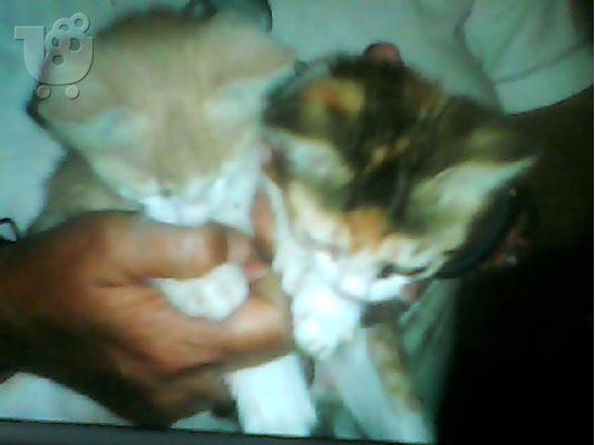 Χαρίζονται μωρο γατάκια. Θεσσαλονίκη