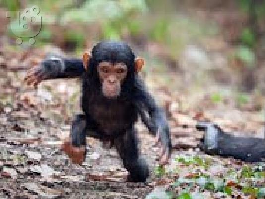 PoulaTo: μωρό χιμπατζή για € 300