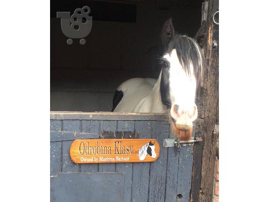 PoulaTo: Xmass Gift Horse προς πώληση