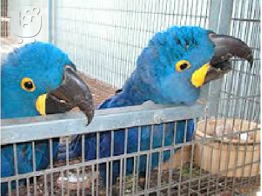 PoulaTo: τα μωρά υψώνονται παπαγάλοι macaw