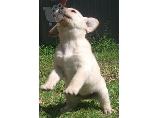 PoulaTo: καθαρόαιμο κουτάβι Labrador retriever