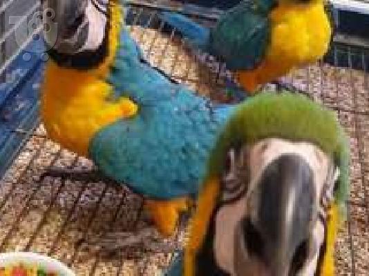 PoulaTo: Όμορφος παπαγάλος μωρού macaw