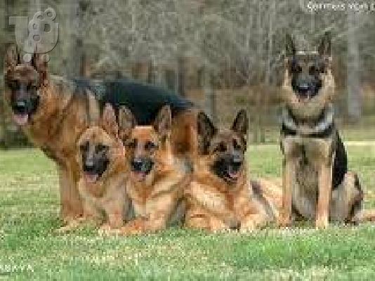 PoulaTo: German Shepherd Dog for  adoption Λάσα Άπσο