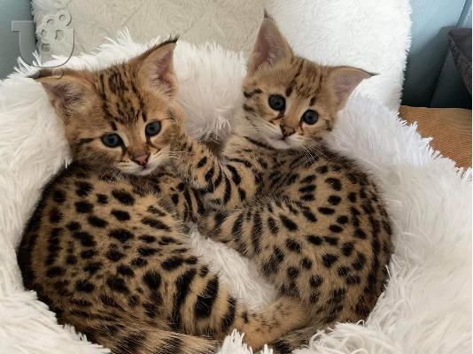 PoulaTo: Savannah Kittens
