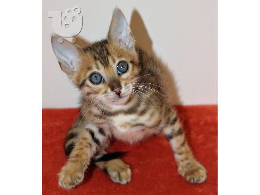 PoulaTo: Επικοινωνήστε μαζί μου μέσω Viber: ( +63-945-413-6749 ) Bengal kittens