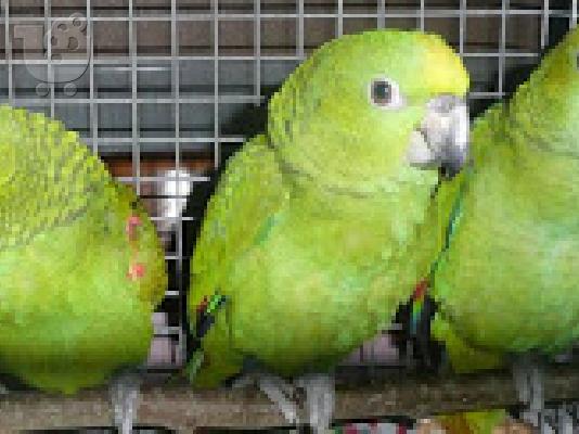 PoulaTo: μωρά παπαγάλοι αμαζονίου για τα Χριστούγεννα