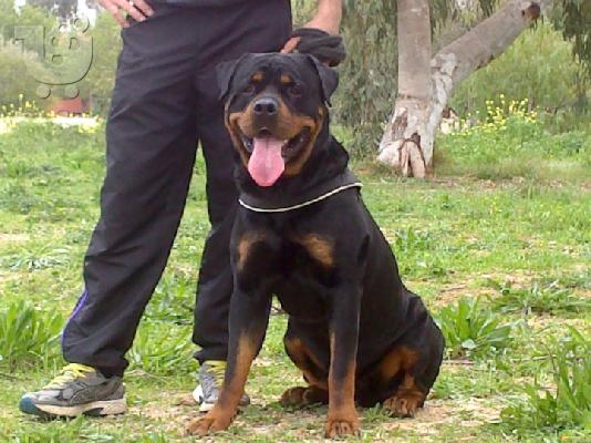 PoulaTo: Ζητείται θηλυκό rottweiler για ζευγάρωμα