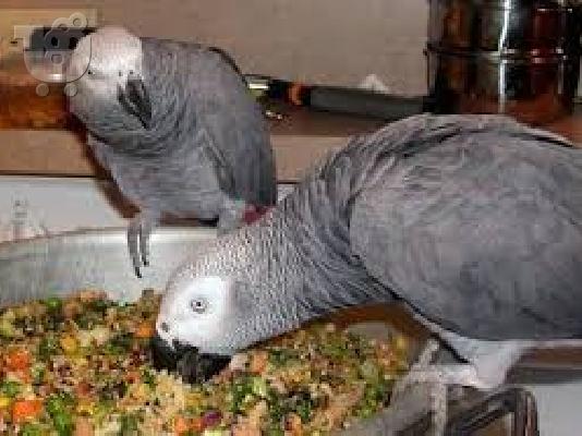 PoulaTo: σούπερ εξημέρωσε παρθένο γκρίζο παπαγάλο από το Κονγκό για 190 €