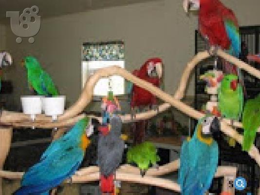 PoulaTo: μωρά DNA Scarlet Macaw, cockatoo και αφρικής γκρι παπαγάλος για € 150 κάθε