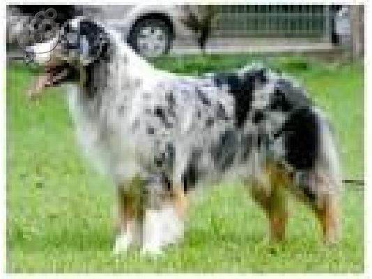 Buy your Australian Shepered here both male and female for 3 months to 5 years.