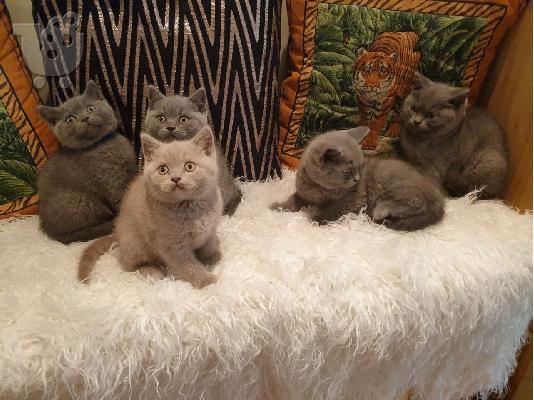 PoulaTo: Βρετανικά γατάκια σύντομης τρίχας