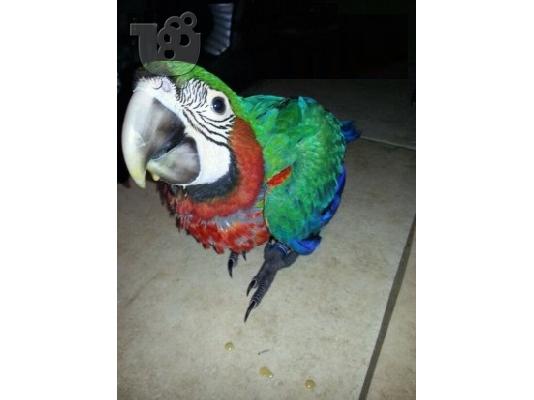 Πολύχρωμες παπαγάλος Macaw για € 00 ..