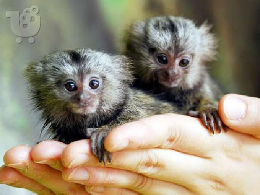 PoulaTo: Εγγραφείτε μωρό marmoset