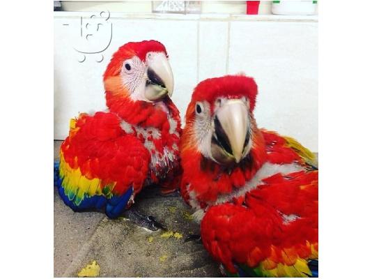 PoulaTo: όμορφα σούπερ εξημερωμένα παπαγάλοι macaw μωρών για 200 €