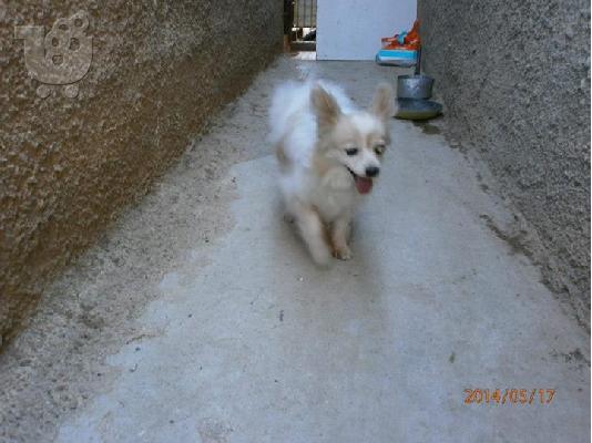 Βρεθηκε τυφλο μικροσωμο σκυλακι στο Περαμα
