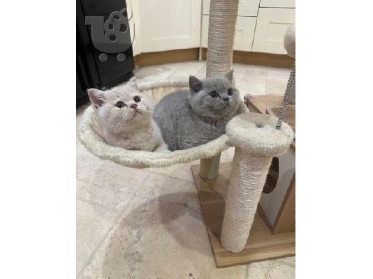 PoulaTo: precious british shorthair kittens