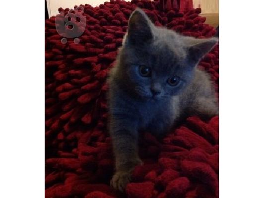 PoulaTo: GCCF Μπλε British Shorthair γατάκι
