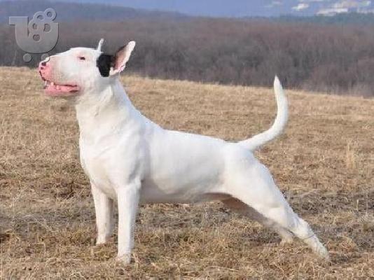 Bull terrier-Μπουλ τεριέ