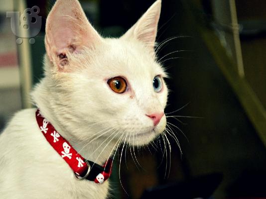 Λευκό γατάκι με διαφορετικού χρώματος ματάκια
