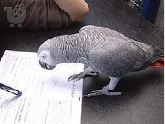 PoulaTo: Beautiful talking african grey parrot