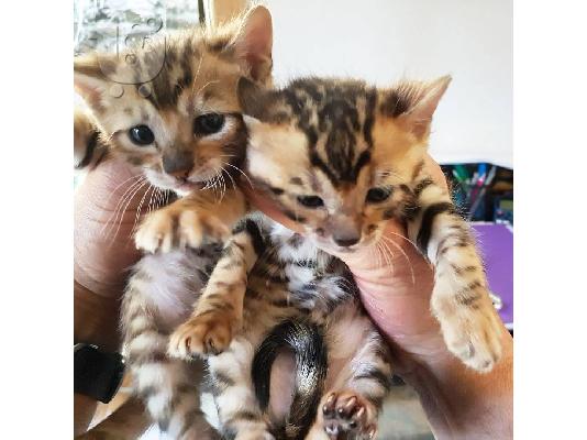 Toyger Kitten για νέο σπίτι