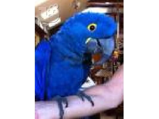 PoulaTo: Μωρό υάκινθος παπαγάλος macaw