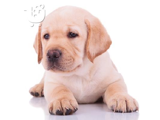 PoulaTo: Διαθέσιμα καθαρόαιμα κουτάβια Labrador