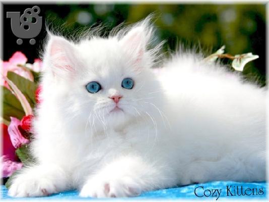 PoulaTo: Ζητώ γατάκια Περσίας Chinchilla!!!